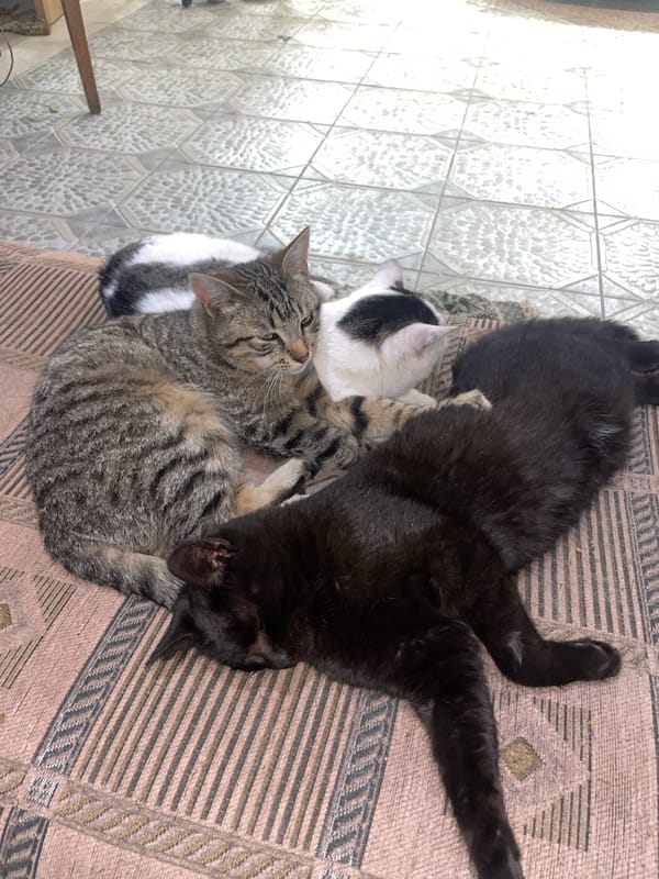 Three cats rest together on blanket