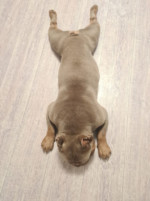 Bulldog puppy fully relaxed on a wooden floor