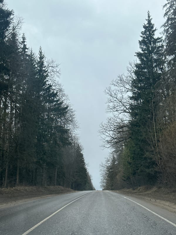 Rural road with mixed forest observed in Zvenigorod
