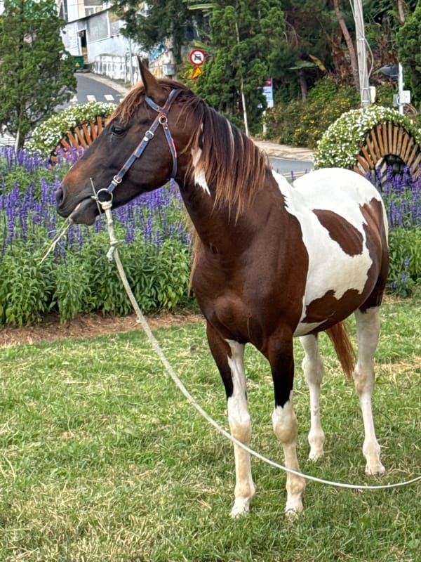 Horses, topiary gardens, and lakeside streets in Da Lat