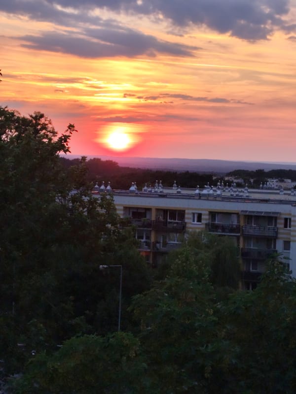 Sunset skies and orchids on a June evening in Zielona Góra