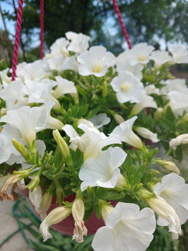 Witness captures blooming petunias and roses in garden containers