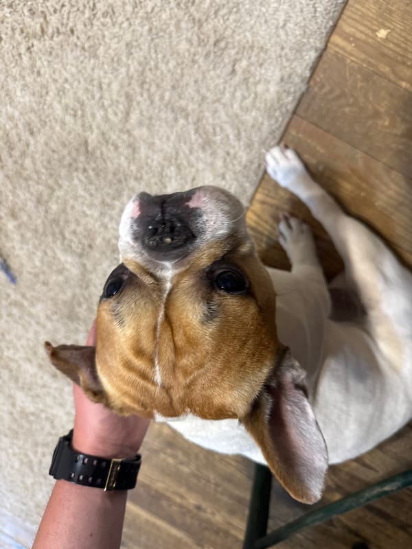 French Bulldog hangout session with a meerkat cameo