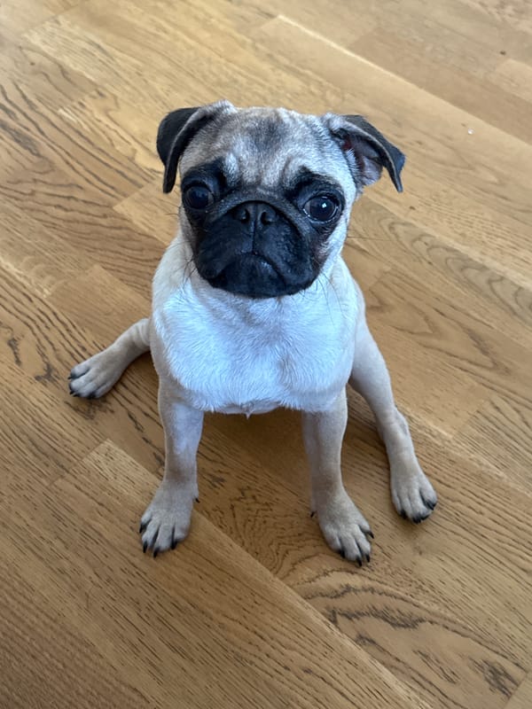 Pug puppy's quiet morning at home