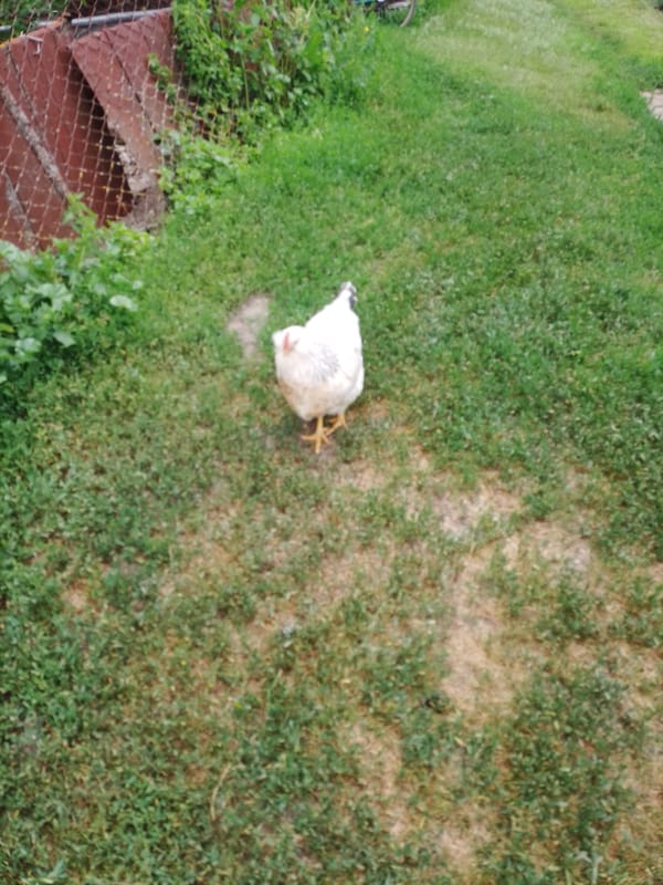 Rural morning captured: chickens, cats, flowers in Ukrainian farmyard
