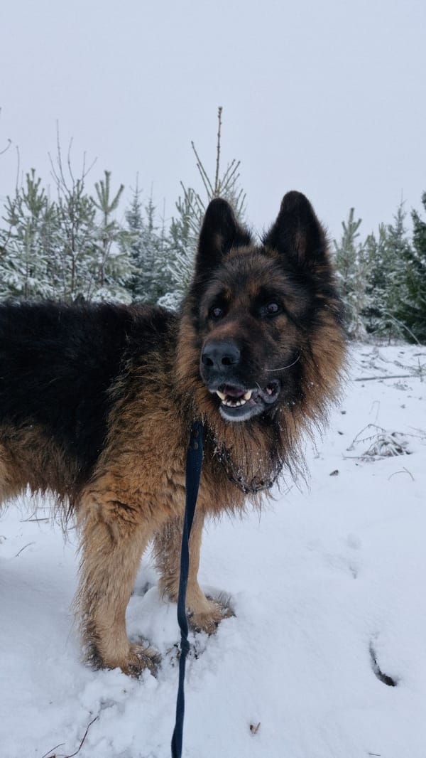 Daily life documented in snowy Otchor, Russia