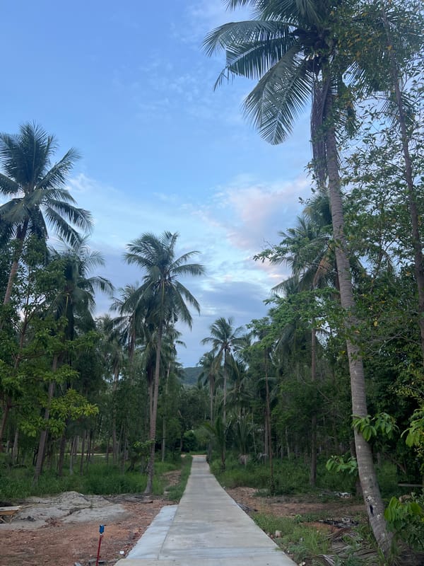 Dusk at a tropical retreat, palm groves and beachcombing finds