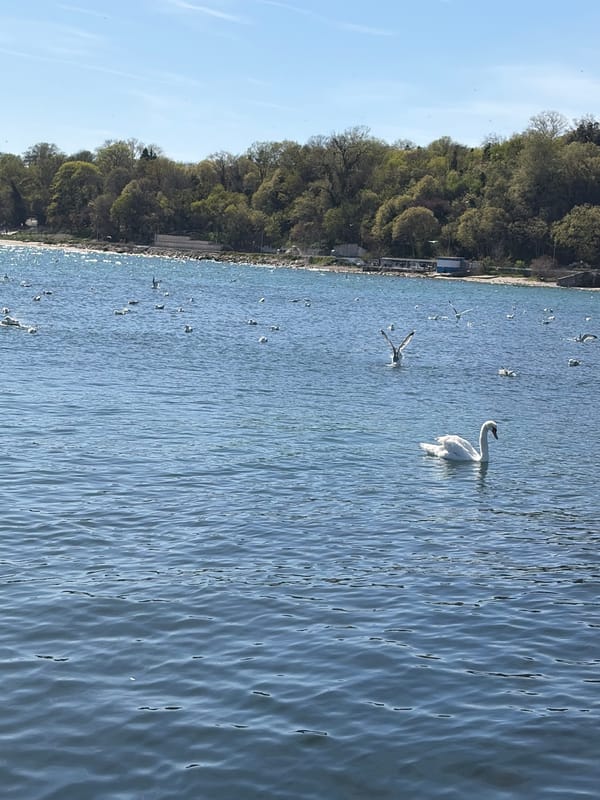 Swan and small fish spotted in Black Sea waters near Varna