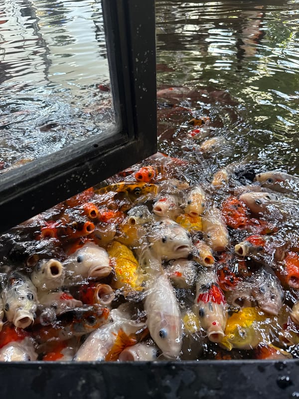 Koi ponds, temple courtyards, and cafe-hopping in Nha Trang