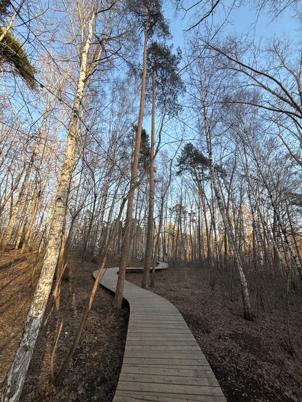 Forest walk documented near Yekaterinburg with nature photography