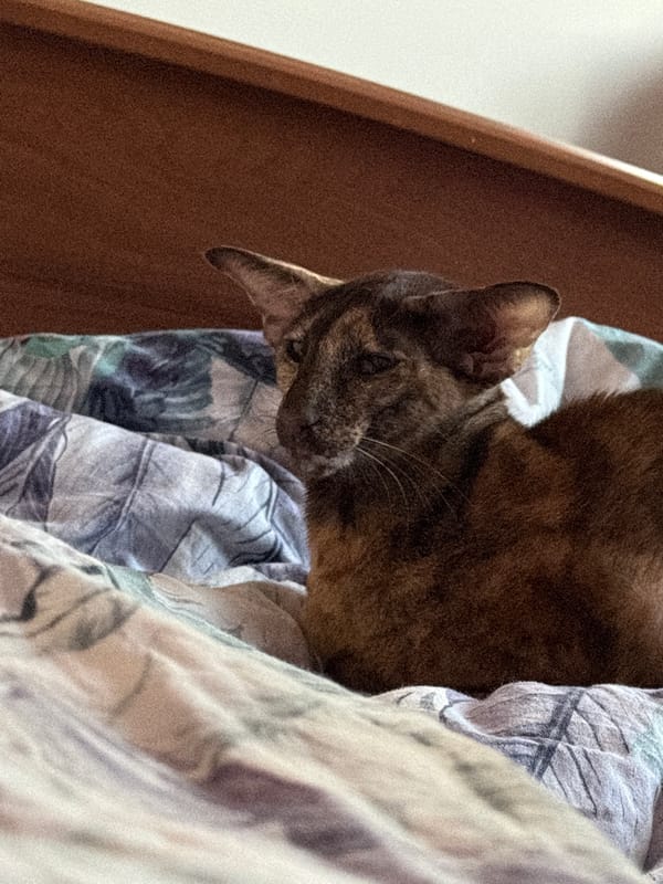 Quiet bedroom moments shared between woman and cat in Russia