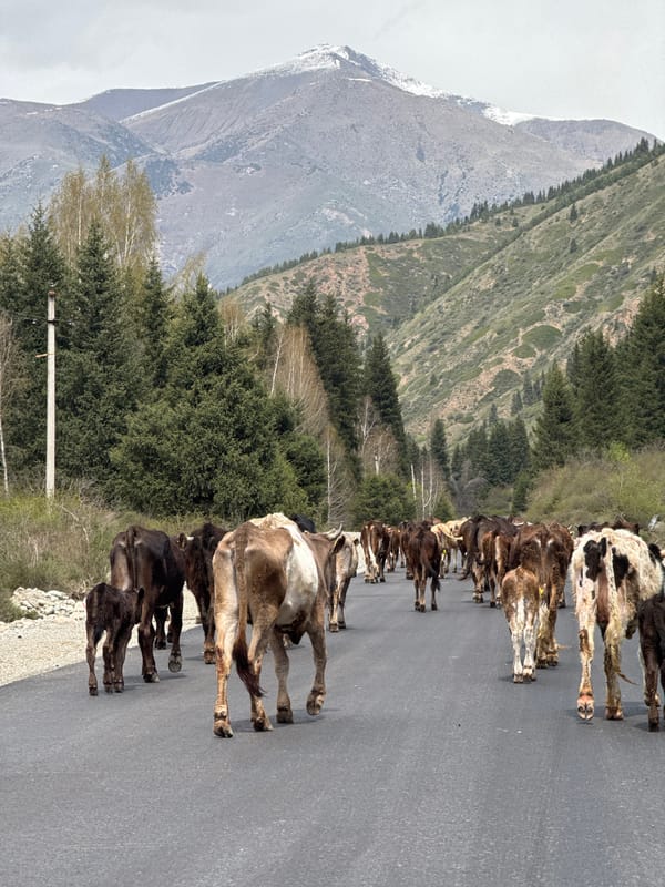 Cattle herd walks down paved road in Kyrgyzstan mountains