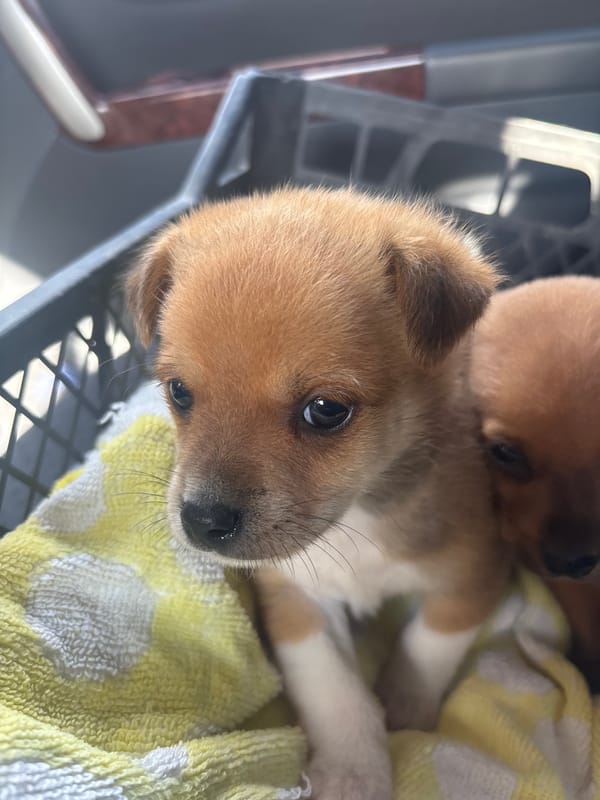 Puppies spotted in carrier and on concrete in Bulgarian village
