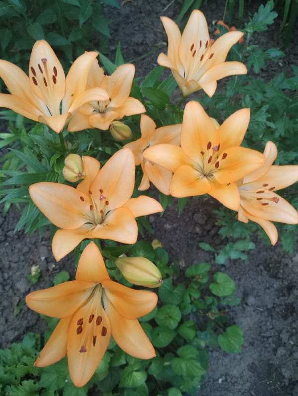 Summer garden in full bloom, Sumy, Ukraine