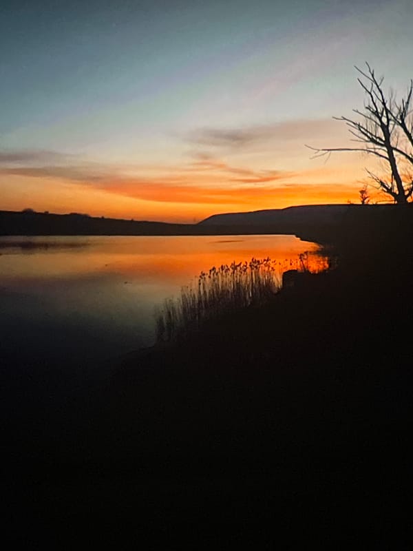Wildlife photographer captures diverse animals during sunset in Shumen