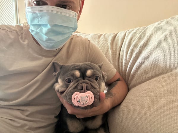 French bulldog puppy poses with a pink pacifier