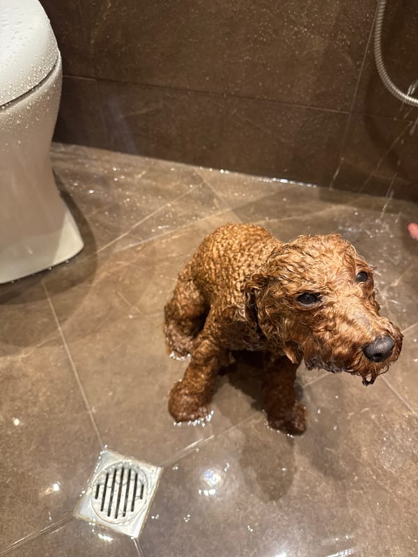Wet poodle sits on bathroom floor in Sofia