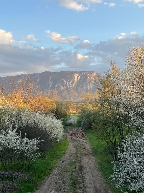 Spring pastoral scenes documented in rural Bulgaria countryside