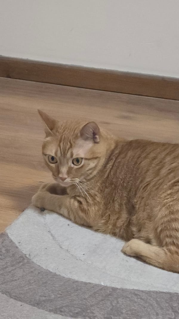 Orange tabby cat lounging, napping, and posing indoors