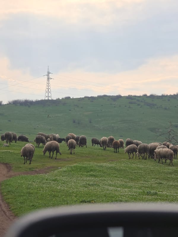Sheep flock crosses rural road near Burgas, Bulgaria