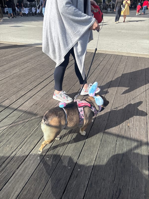 Morning ferry commute and dog walk captured in Barangaroo