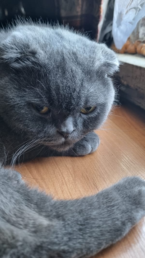 Scottish Fold cat resting on a wooden surface, Vysokoe