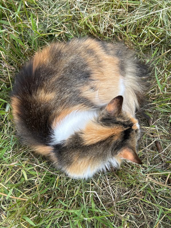 Cats, flowers, and a calm morning in Bila Tserkva