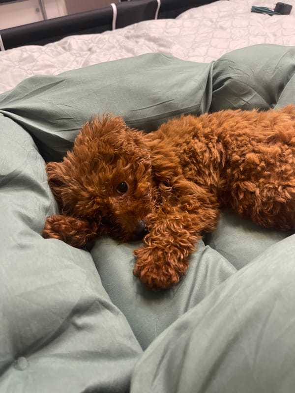 Woman and poodle share quiet evening moments in Sofia