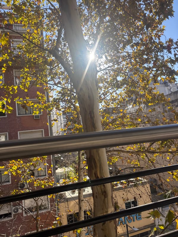 Autumn foliage documented in Buenos Aires urban setting