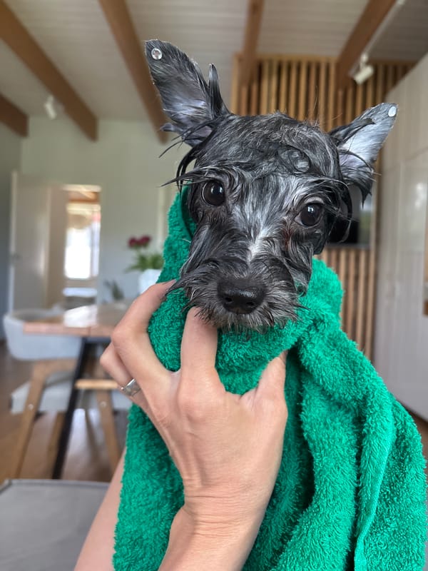 Wet dog wrapped in green towel after bath in Chaikovsky