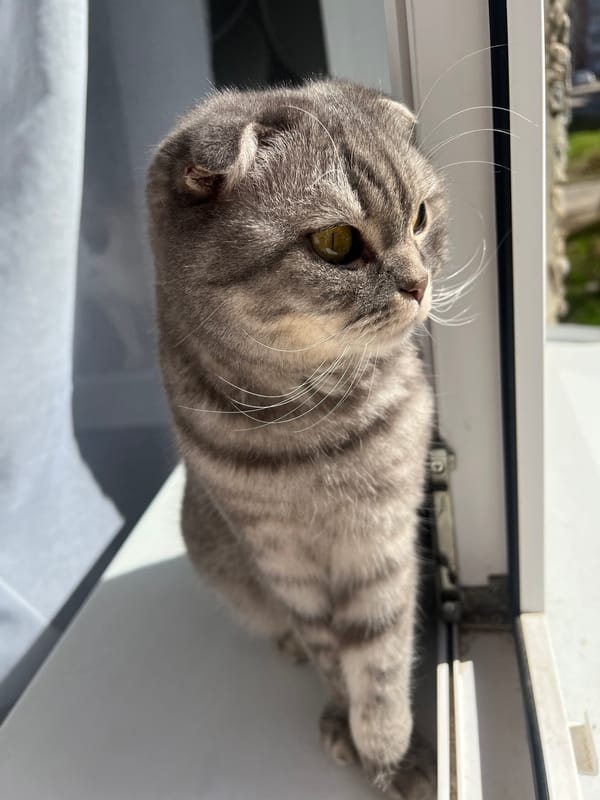 Scottish Fold cat spotted resting by window in Votkinsk