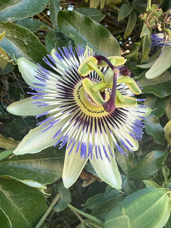 Sozopol's gardens and streets in full summer bloom