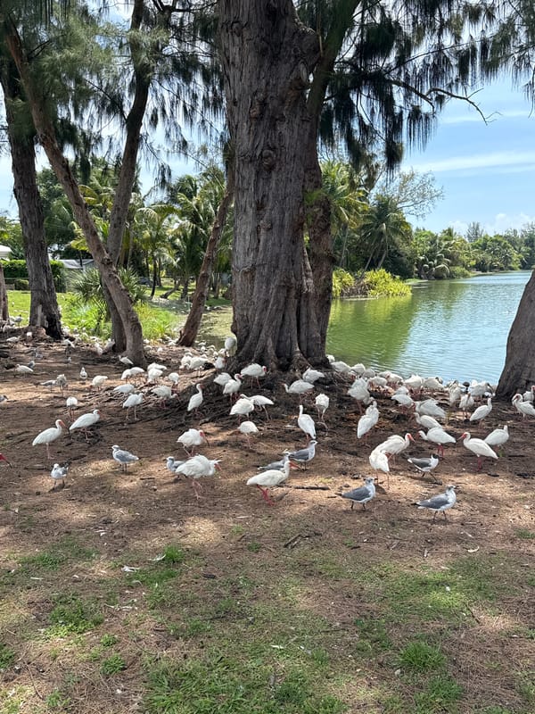 White ibises flock along a North Miami Beach waterfront