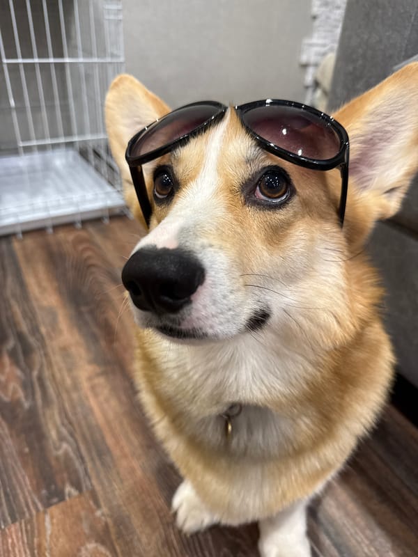 Corgi photoshoot with sunglasses and hat captured in Votkinsk