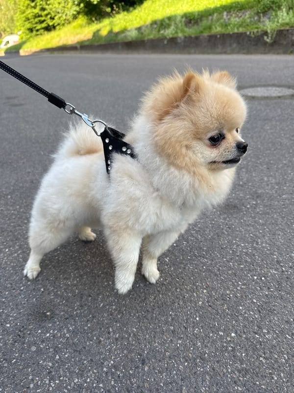 Leashed Pomeranian spotted on street in Bietigheim-Bissingen