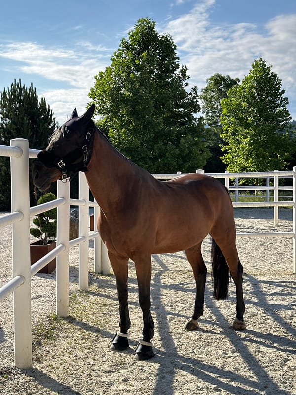 Horse in fly mask and boots rests in Austrian paddock