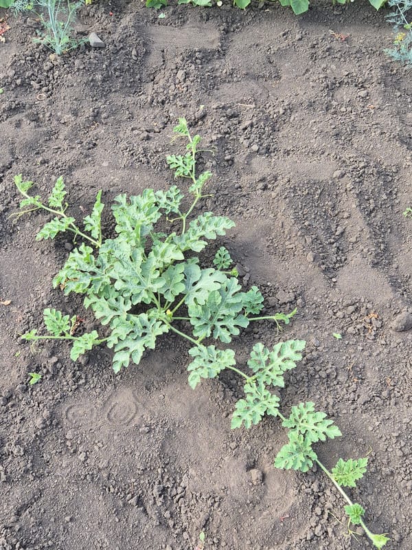 A Sozonivka backyard garden in full summer growth