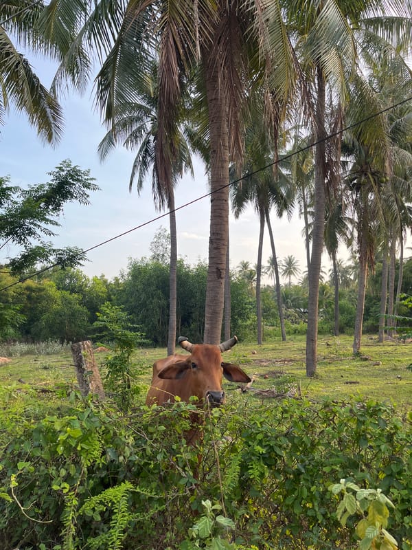 Roadside life and grazing cattle in Mũi Né's coconut groves