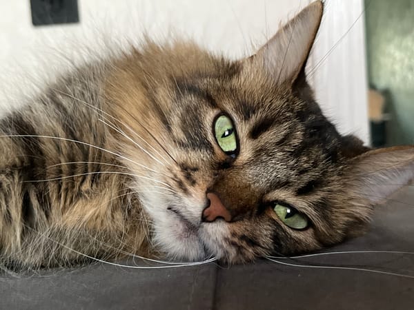 Tabby cat chilling on a gray couch in Babruysk