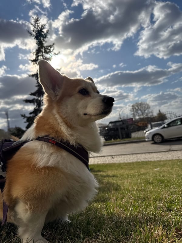 Late-night corgi walk documented in Krasnoyarsk, Russia