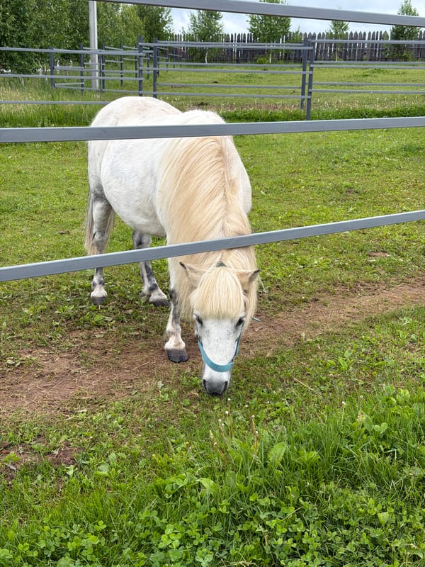 Pony observed in field in Kechur, Russia