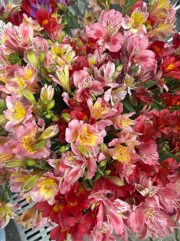Colorful flower displays photographed in Batumi, Georgia