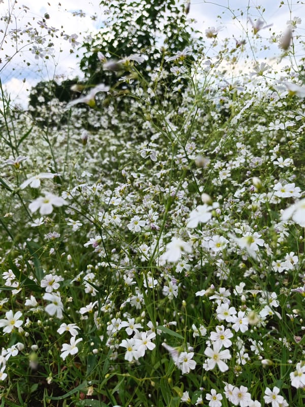 Flora documentation session captures wildflowers in Лосева, Belarus