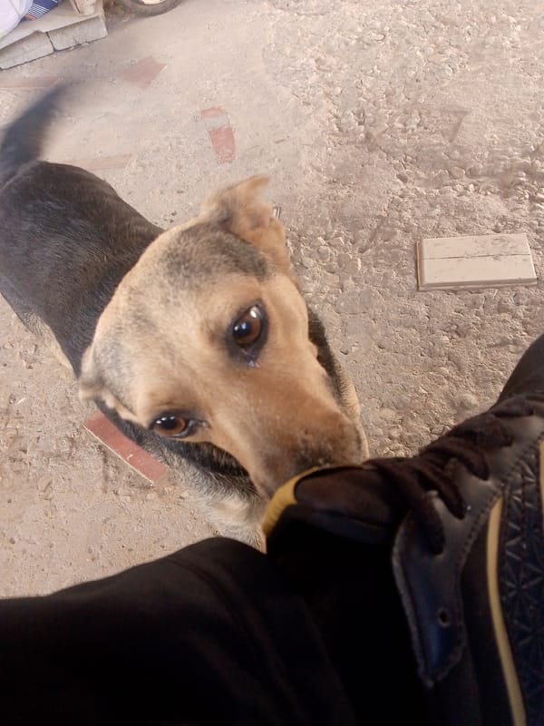 Dog sniffs person's shoe in La Tagua, Venezuela