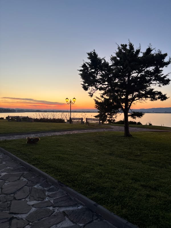 Sunset observed with silhouetted tree in Nesebar, Bulgaria