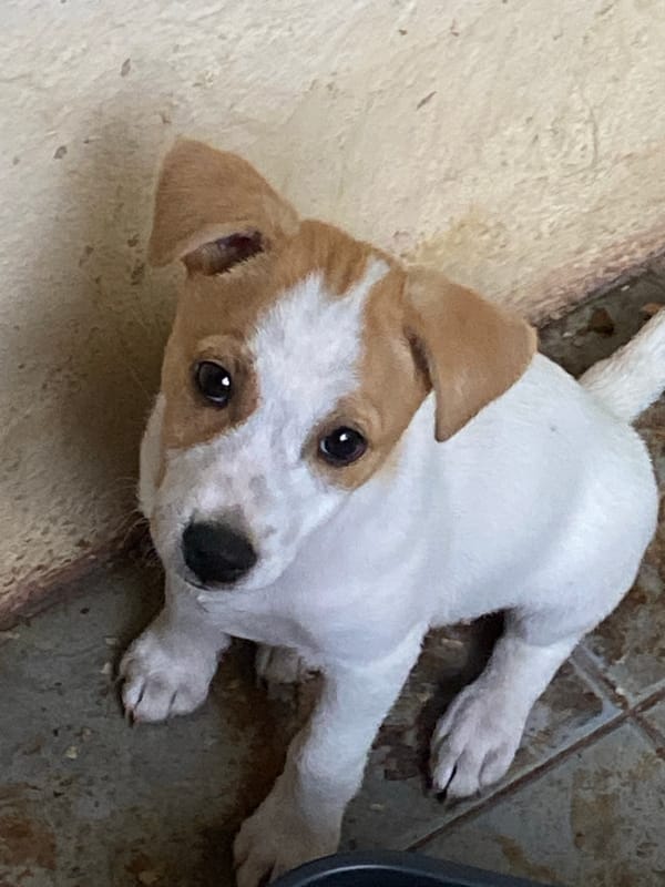 Jack Russell puppy goes from curious to fast asleep in Sokhumi