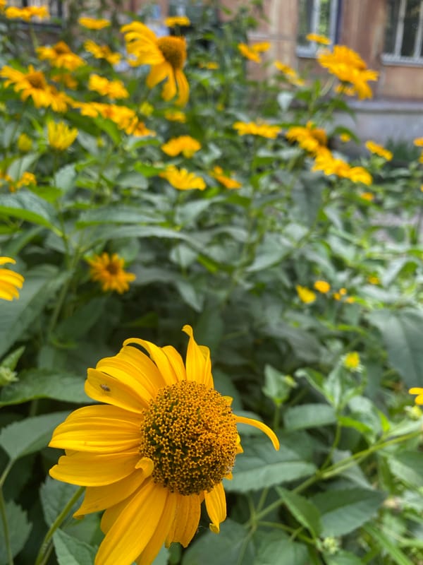 Street scenes, nature details, and a coffee break in Kamianske