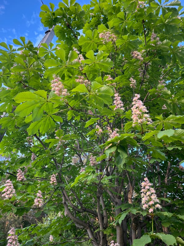 Woman documents spring flowers, prepares meal in Chaikovsky