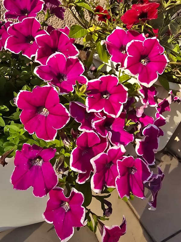 Summer garden tour through Sofiivska Borshchahivka in full bloom