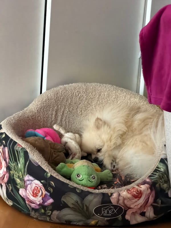 White Pomeranian rests with toys in decorated bed